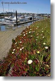 bodega bay, california, flowers, harbor, ice plants, sonoma, vertical, west coast, western usa, photograph