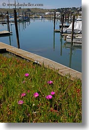 bodega bay, california, flowers, harbor, ice plants, sonoma, vertical, west coast, western usa, photograph