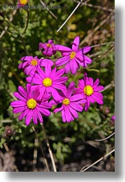 bodega bay, california, daisies, desert, flowers, purple, sonoma, vertical, west coast, western usa, yellow, photograph