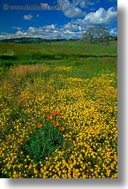 california, flowers, poppies, sonoma, vertical, west coast, western usa, photograph