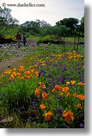 california, flowers, poppies, sonoma, vertical, west coast, western usa, photograph