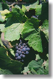 california, grapes, red, sonoma, vertical, west coast, western usa, photograph