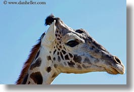 animals, big animals, california, giraffes, horizontal, safari west, sonoma, west coast, western usa, photograph