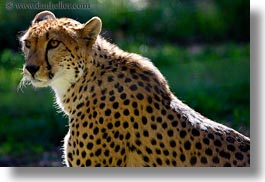animals, big animals, california, cats, horizontal, leopard, safari west, sonoma, spotted, west coast, western usa, photograph