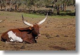 animals, big animals, california, cows, cowscows, horizontal, safari west, sonoma, watusi, west coast, western usa, photograph