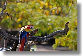 Colorful Parrots on Images California Sonoma Safariwest Birds Colorful Parrot Jpg
