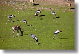 african, animals, birds, california, crane, crowns, east, horizontal, safari west, sonoma, west coast, western usa, photograph