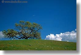 california, clouds, fields, green, horizontal, lone, sonoma, trees, west coast, western usa, photograph