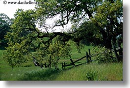 california, fences, horizontal, oak, sonoma, trees, west coast, western usa, photograph