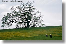 california, horizontal, oak, sheep, sonoma, trees, west coast, western usa, photograph
