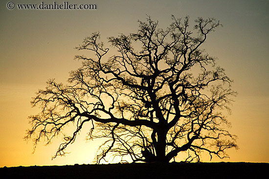 tree silhouette pictures. oak-tree-silhouette-2.jpg