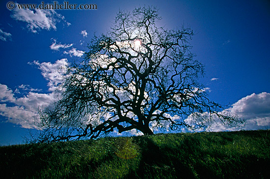 oak tree silhouette clip art. oak-tree-silhouette-4.jpg