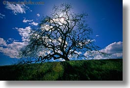 california, horizontal, oak, silhouettes, sonoma, trees, west coast, western usa, photograph