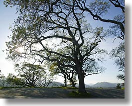 california, horizontal, silhouettes, sonoma, trees, west coast, western usa, photograph