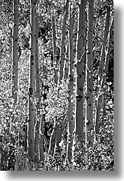 aspens, black and white, california, fall foliage, trees, vertical, virginia lakes, west coast, western usa, photograph