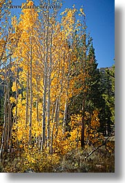 aspens, california, fall foliage, trees, vertical, virginia lakes, west coast, western usa, yellow, photograph