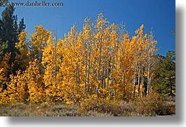 aspens, california, fall foliage, horizontal, trees, virginia lakes, west coast, western usa, yellow, photograph