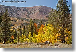 aspens, california, fall foliage, horizontal, mountains, trees, virginia lakes, west coast, western usa, yellow, photograph