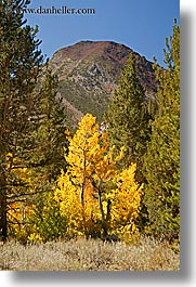 aspens, california, fall foliage, mountains, trees, vertical, virginia lakes, west coast, western usa, yellow, photograph