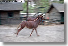 animals, california, horizontal, horses, motion blur, running, west coast, western usa, yosemite, photograph