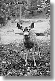 animals, black and white, california, deer, standing, vertical, west coast, western usa, yosemite, photograph