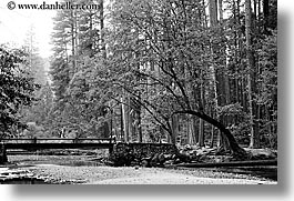 black and white, bridge, california, curved, forests, horizontal, nature, over, plants, stream, structures, trees, west coast, western usa, yosemite, photograph