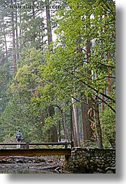 bridge, california, forests, jack and jill, nature, plants, redwoods, structures, trees, vertical, west coast, western usa, yosemite, photograph