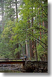 bridge, california, forests, jack and jill, nature, plants, redwoods, structures, trees, vertical, west coast, western usa, yosemite, photograph