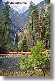 california, falls, nature, sapling, trees, vertical, water, waterfalls, west coast, western usa, yosemite, yosemite falls, photograph