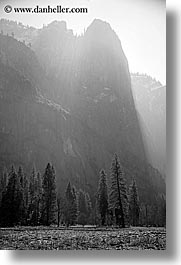 black and white, california, morning, mountains, nature, plants, trees, vertical, west coast, western usa, yosemite, photograph