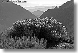 black and white, california, flowers, horizontal, layered, mountains, nature, west coast, western usa, wildflowers, yosemite, photograph