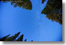 california, horizontal, long exposure, nature, nite, plants, sky, star field, stars, trees, upview, west coast, western usa, yosemite, photograph