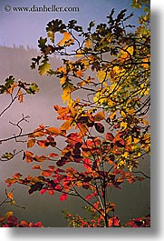 california, fall foliage, falls, foliage, leaves, nature, trees, vertical, west coast, western usa, yosemite, photograph