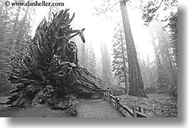 black and white, california, fallen, fog, horizontal, nature, paths, plants, redwood trees, redwoods, sequoia, trees, west coast, western usa, yosemite, photograph