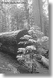 black and white, california, nature, plants, redwood trees, redwoods, sapling, sequoia, trees, vertical, west coast, western usa, yosemite, photograph