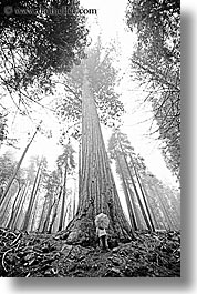 black and white, california, fog, nature, people, plants, redwood trees, redwoods, sequoia, trees, umbrellas, vertical, west coast, western usa, yosemite, photograph