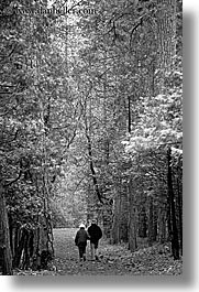 black and white, california, couples, nature, paths, people, plants, redwood trees, redwoods, sequoia, trees, vertical, walk, west coast, western usa, yosemite, photograph