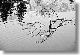 black and white, branches, california, horizontal, nature, plants, reflect, reflections, rivers, trees, water, west coast, western usa, yosemite, photograph