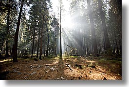california, forests, horizontal, nature, plants, sky, sun, sunbeams, sunrays, trees, west coast, western usa, yosemite, photograph