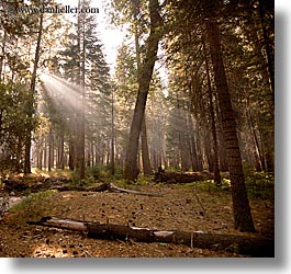 california, forests, nature, plants, sky, square format, sun, sunbeams, sunrays, trees, west coast, western usa, yosemite, photograph