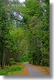 california, forests, nature, paths, paved, plants, trees, vertical, west coast, western usa, yosemite, photograph