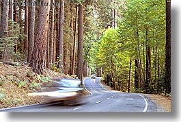 california, cars, forests, horizontal, motion blur, nature, plants, roads, transportation, trees, west coast, western usa, yosemite, photograph