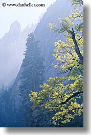 california, mountains, nature, plants, trees, vertical, west coast, western usa, yosemite, photograph