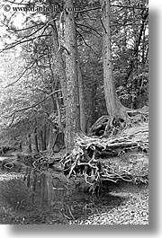 black and white, california, nature, plants, river bank, stream, trees, vertical, water, west coast, western usa, yosemite, photograph