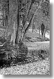 black and white, california, nature, plants, river bank, stream, trees, vertical, water, west coast, western usa, yosemite, photograph