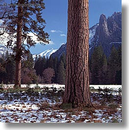 california, nature, plants, snow, square format, trees, west coast, western usa, yosemite, photograph