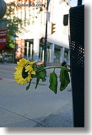 canada, sunflowers, trash, vancouver, vertical, photograph