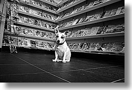 black and white, canada, dogs, horizontal, magazines, people, stores, vancouver, photograph