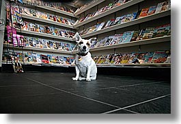 canada, dogs, horizontal, magazines, people, stores, vancouver, photograph