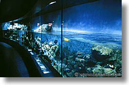 amsterdam, aquarium, europe, horizontal, zoo, photograph